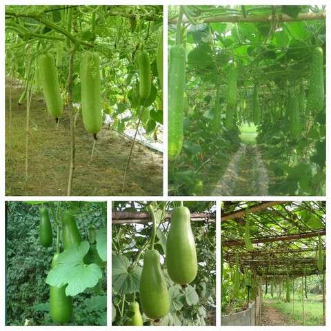 Chia sẻ kỹ thuật trồng bầu đơn giản vẫn cho năng suất vượt trội mỗi vụ