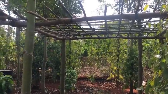 Bắt đầu làm giàn cho bầu khi cây sinh trưởng được từ 1 – 1,5 tháng