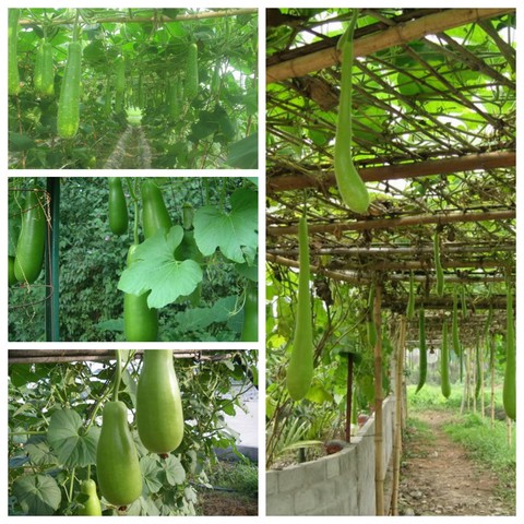 Bầu bắt đầu cho thu hoạch  sau thời gian khoảng hơn 2 tháng gieo trồng