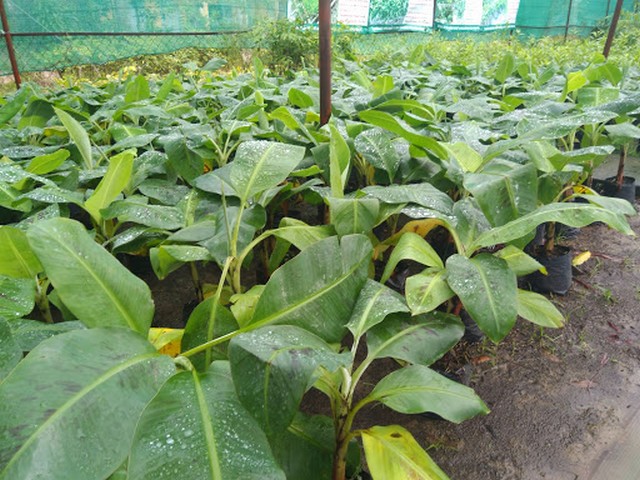 Có thể trồng chuối từ cây con cấy mô hay cây con tách ra từ cây mẹ