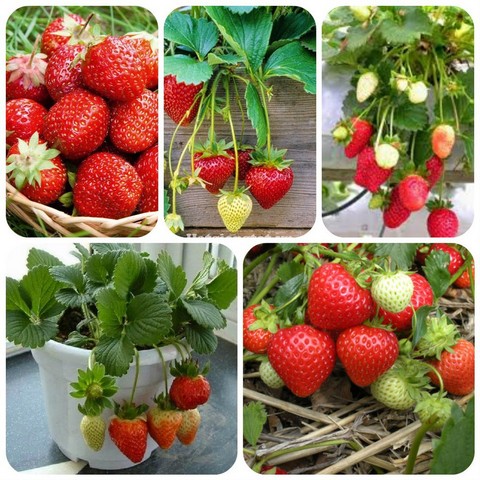 Bỏ túi ngay kỹ thuật trồng dâu tây trong chậu sai trĩu quả, ngon đúng vị