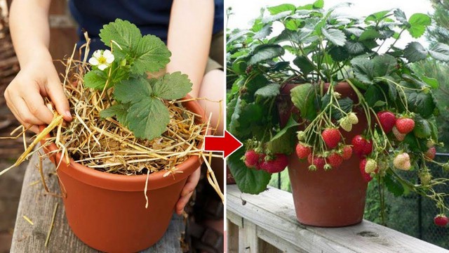 Nên phủ rơm rạ quanh gốc dâu tây để giữ ẩm cho cây