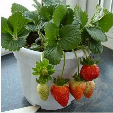 Dâu tây cho quả chỉ sau 2 – 3 tháng trồng