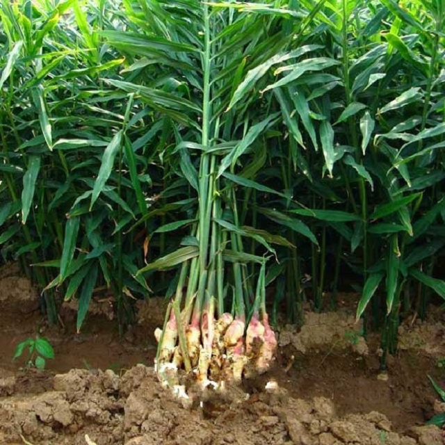 Kỹ thuật trồng gừng khá đơn giản, có thể áp dụng dễ dàng trên diện rộng