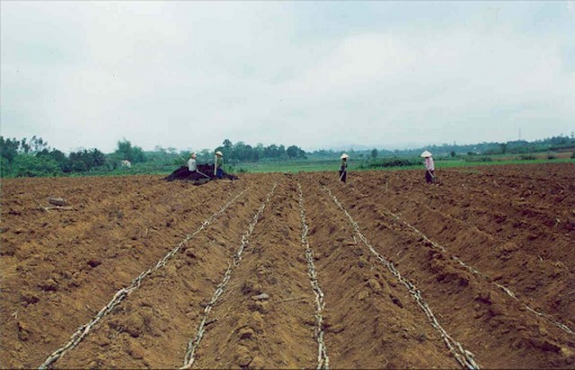 Canh tác đất trồng mía cần cày bừa đất sâu từ 25 – 30cm