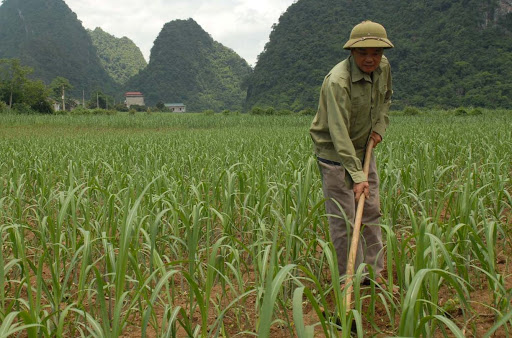 Chú ý thường xuyên làm sach cỏ dại cho mía để phòng chống sâu bệnh