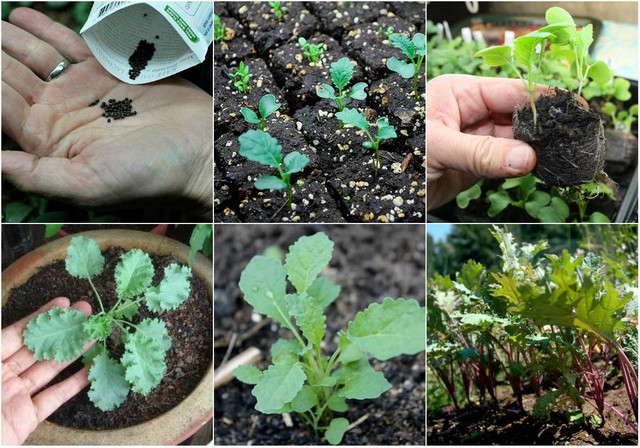 Tùy giống cải bạn chọn mà có thể thu hoạch sau 40 – 45 ngày gieo trồng