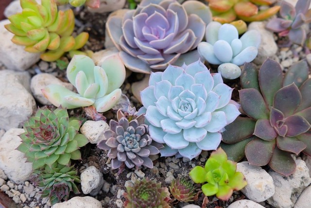 Học nhanh kỹ thuật trồng sen đá đẹp ngất ngây lại không tốn nhiều công sức