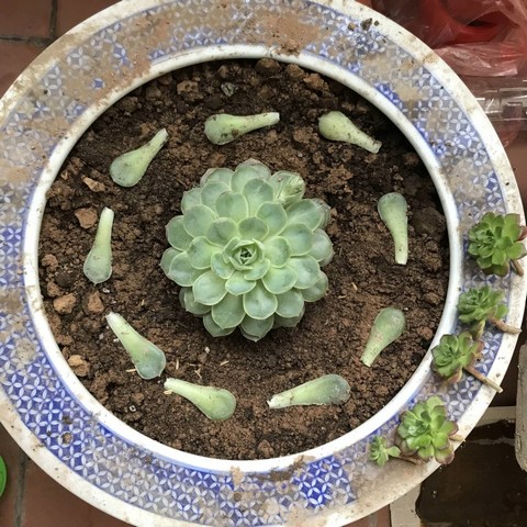 Đất trồng sen đá phải có độ thông thoáng cao, chống được ngập úng