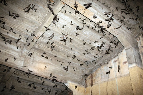 Mô hình nuôi yến trong nhà