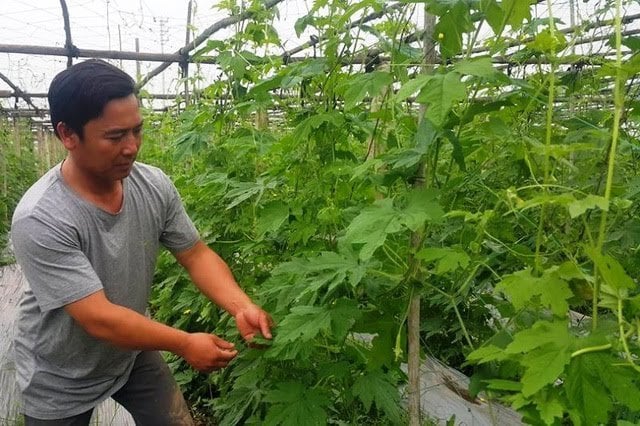 mô hình trồng rau sạch