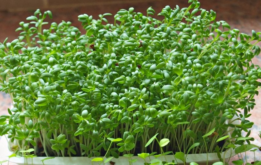 rau mầm có thể thu hoạch