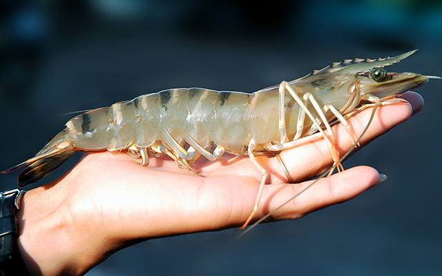 kích thích tôm lột xác