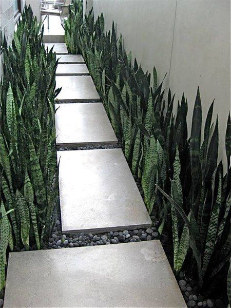 các loại cây cảnh họ quyết, họ cát đằng