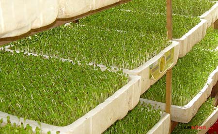 rau mầm trong thùng xốp