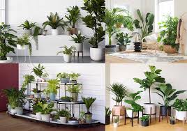 Cây cảnh trong nhà