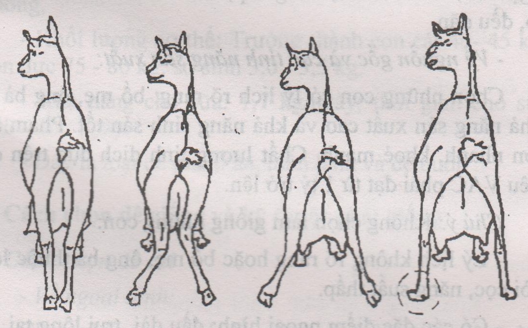 Yêu cầu chọn giống dê