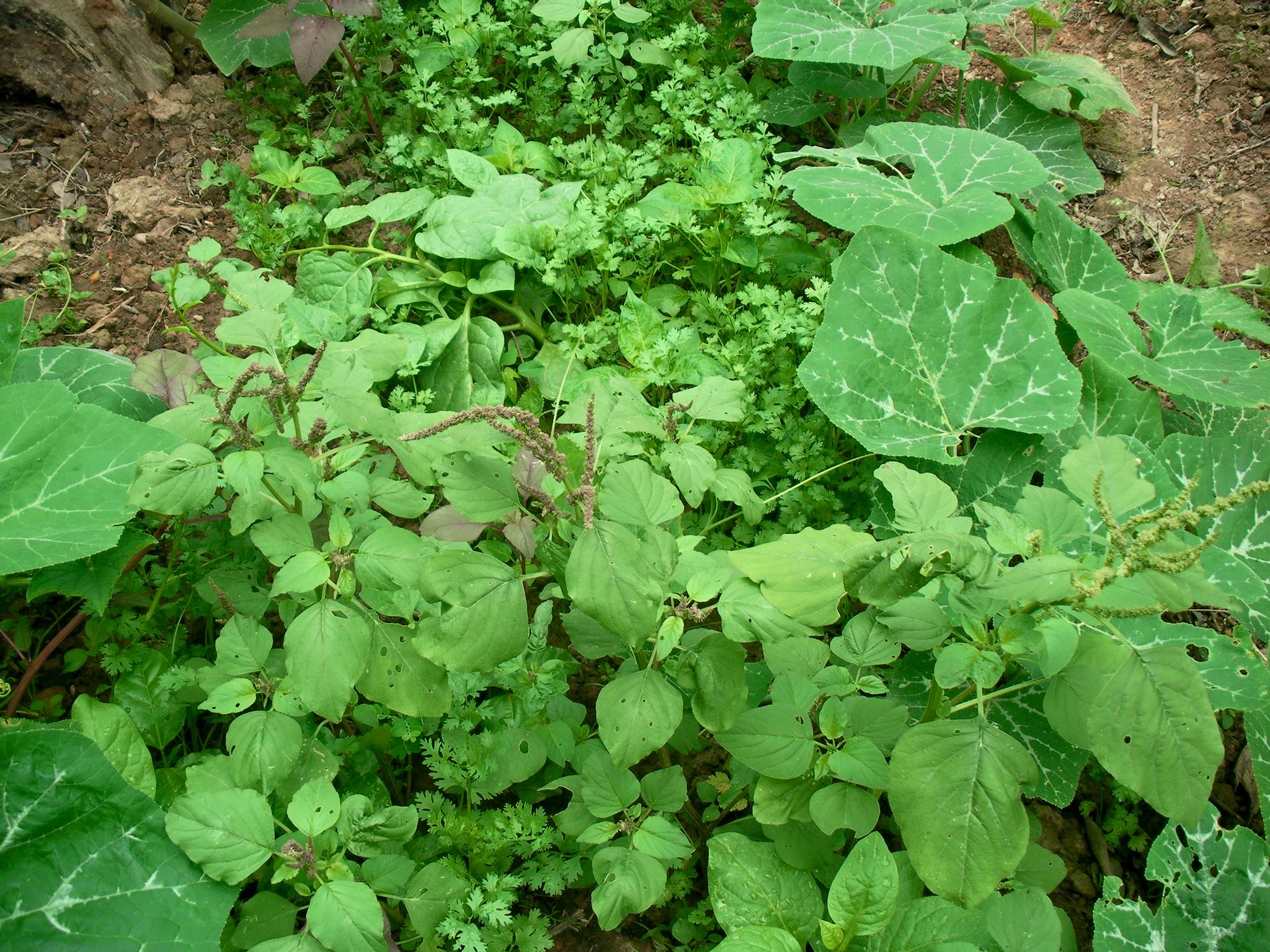 Trồng xen kẽ các loại cây.