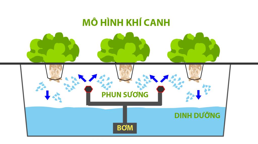 thủy canh