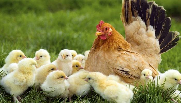 Nuôi gà thả vườn