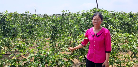 Nỗi niềm của người trồng chanh dây