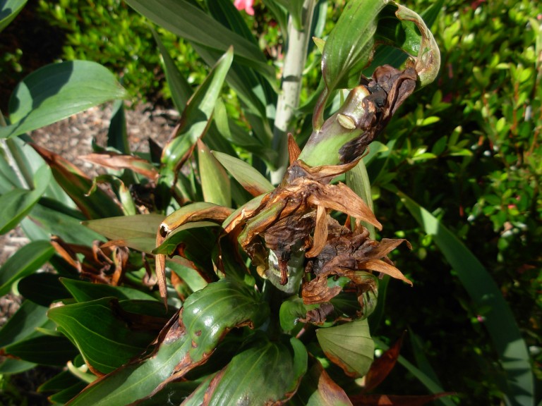 Các bệnh thường gặp khi trồng hoa ly 