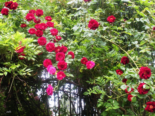 Hồng leo tường vi với sức sống mãnh liệt