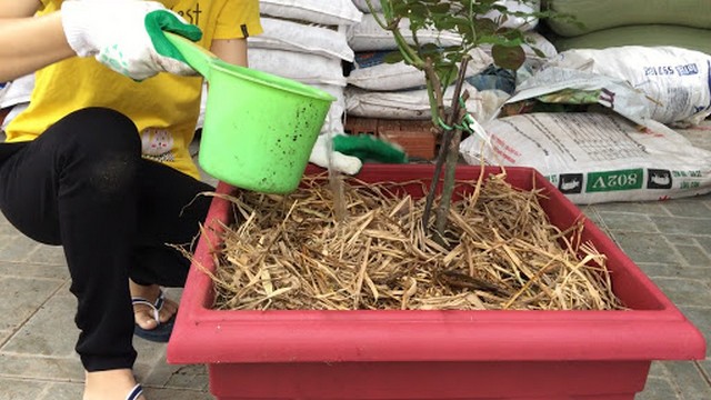 Duy trì tưới lượng nước vừa đủ cho hoa hồng mỗi tuần