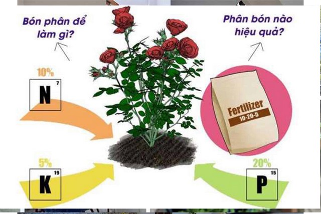 Bón phân cho hoa hồng cần đủ lượng và đúng thời điểm