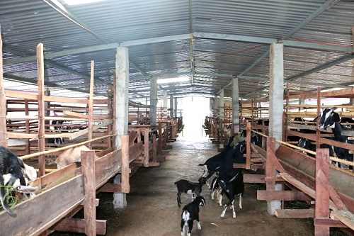 Chuồng trại đảm bảo kỹ thuật 