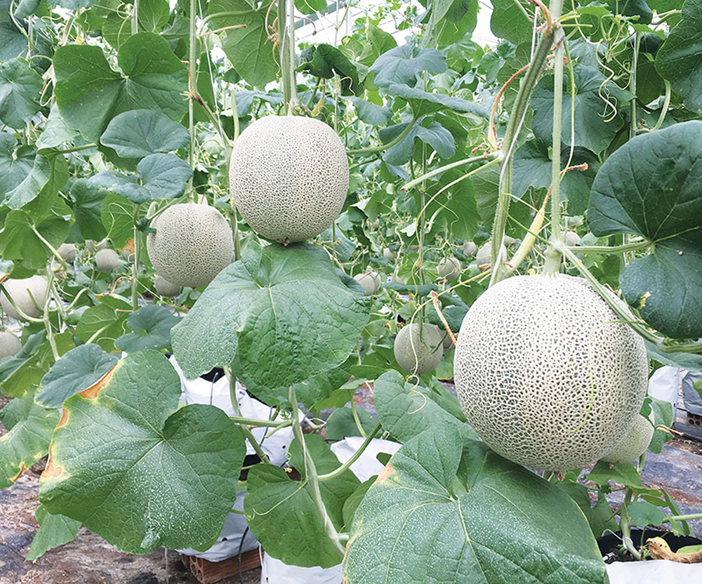 nông nghiệp công nghệ cao