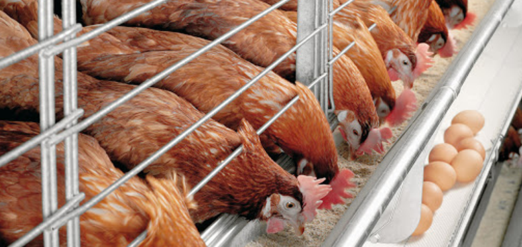 nuôi gà công nghiệp để đạt hiệu quả tăng năng suất 