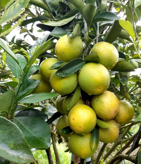 Chia sẻ kỹ thuật trồng cam xoàn cho mùa bội thu