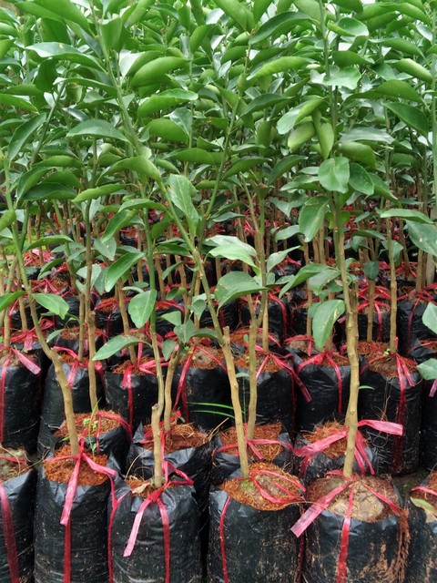 Chọn giống cây cam xoàn là bước rất quan trọng