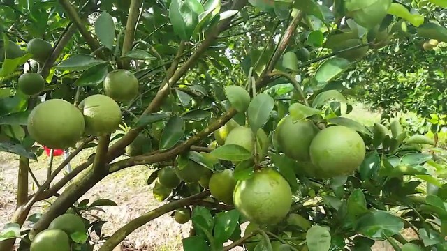 Cam xoàn chăm sóc đúng cách cho sản lượng cao