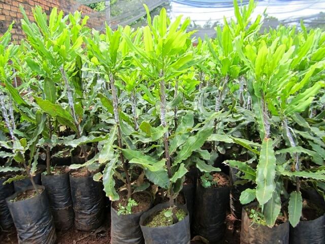 Cây Mắc ca có giá trị kinh tế cao