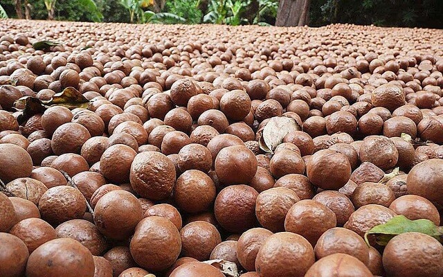 Quả Mắc ca khi khô