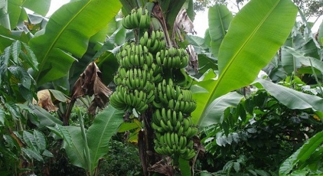 Vườn canh tác xen kẽ cây chuối lùn