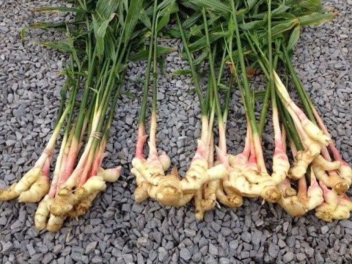Gừng trâu hay gừng dé là loại gừng được trồng nhiều hiện nay