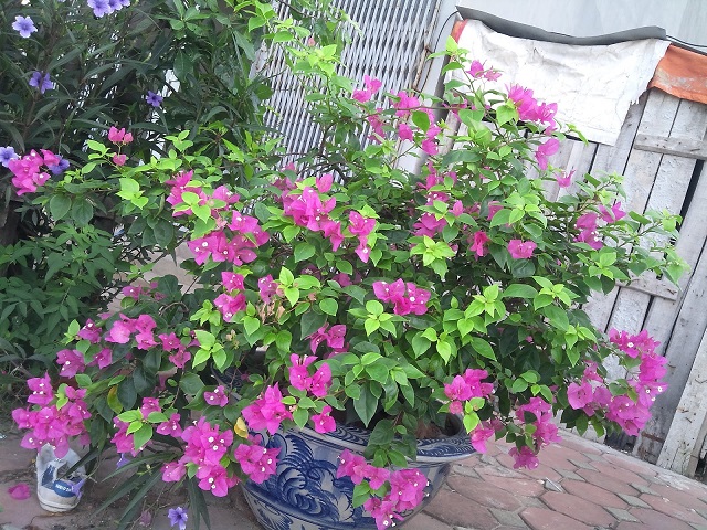 Cây hoa giấy có khá nhiều màu