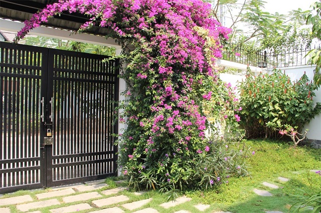 Kỹ thuật trồng cây hoa giấy rất đơn giản, dễ thực hiện