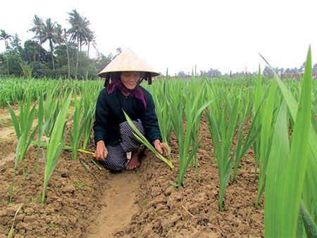 Bạn nên trồng trên đất thịt, giàu chất dinh dưỡng