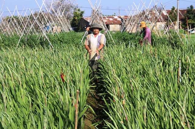 Đối với cây lay ơn thì bạn nên trồng ở nơi có thể tưới được nhiều nước