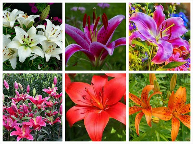 Hoa ly có màu sắc đa dạng