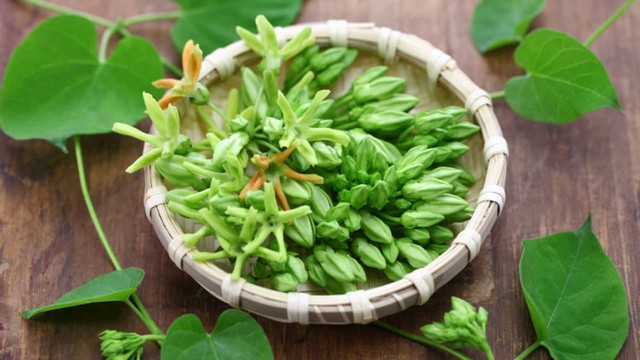 Mách bạn kỹ thuật trồng hoa thiên lý trong vườn nhà hoa nở quanh năm