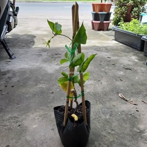 Ươm dây thiên lý là bước quan trọng để có một cây giống hoàn chỉnh