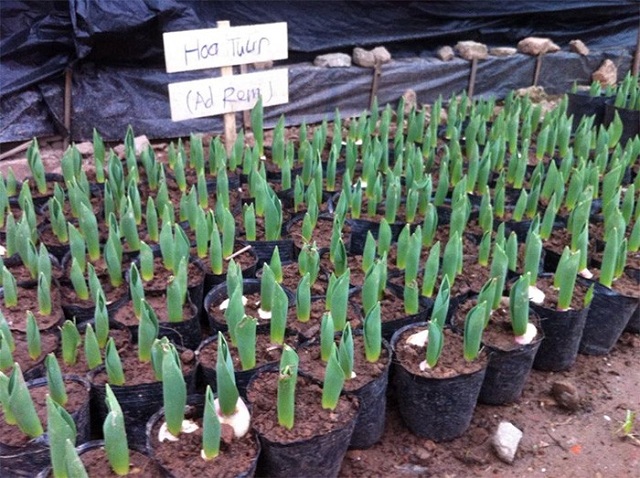 Giống tulip cần chọn những củ đều, và đã ra mầm