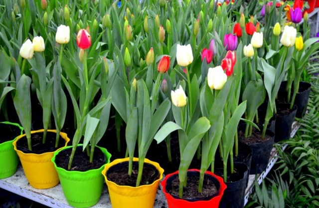 Trồng hoa tulip trong chậu cần thực hiện đúng kỹ thuật thì hoa mới đẹp