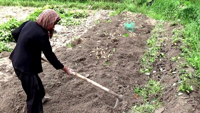 Khoai lang thường được trồng theo luống