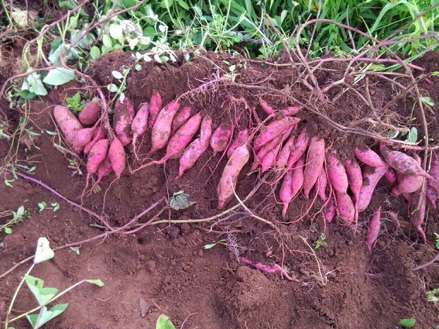 Giống khoai Hoàng Long có thời gian thu hoạch ngắn